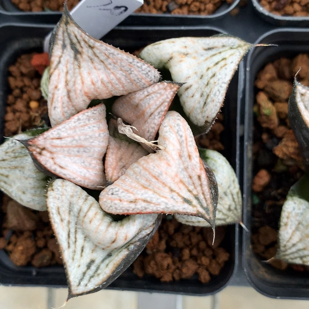武士红青蟹，一物一拍，