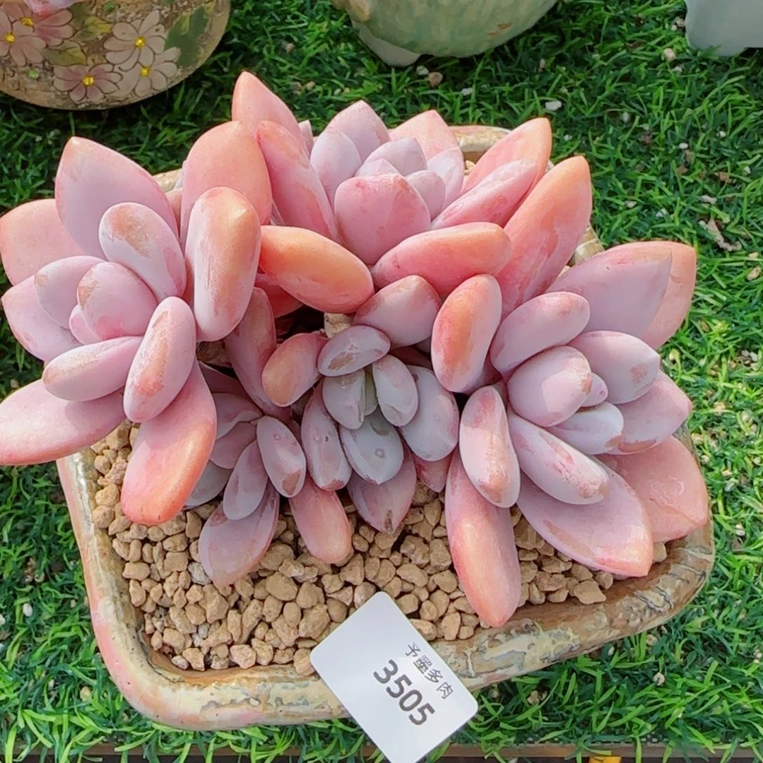 粉兔群，3505多肉植物