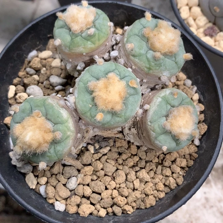 【闪购商品】*️****仙人球仙人球仙人球仙人球仙人球