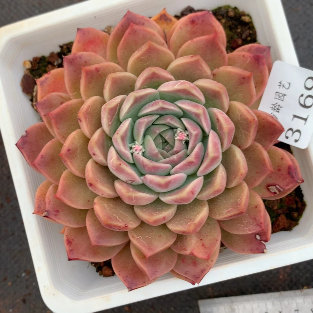 3169有叶伤杂交多肉植物