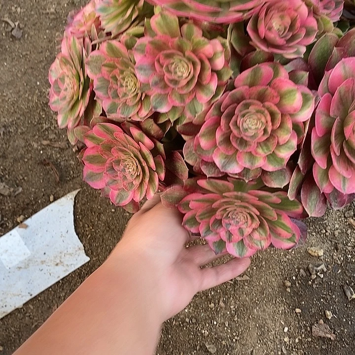 多肉植物火龙果600多肉