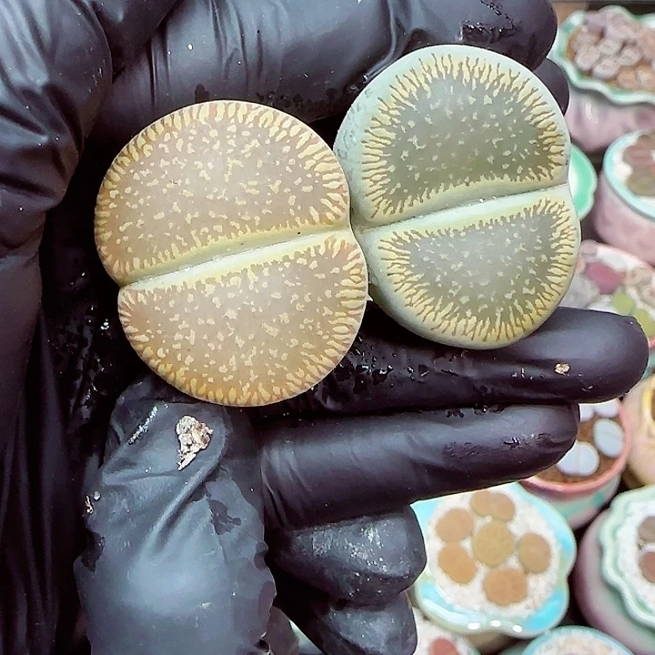 生石花满18包邮1220-71