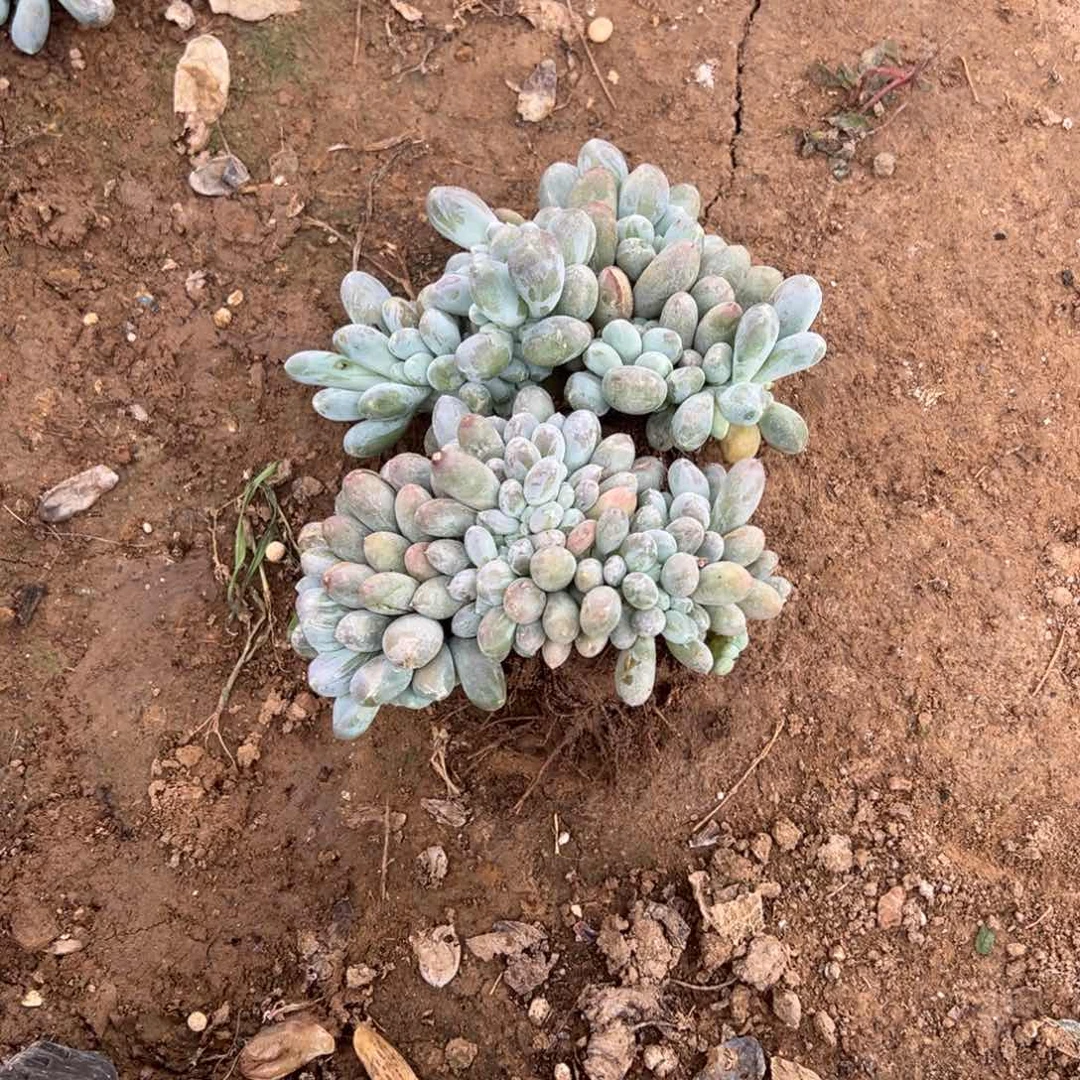 浮**尘多肉植物，多肉植物