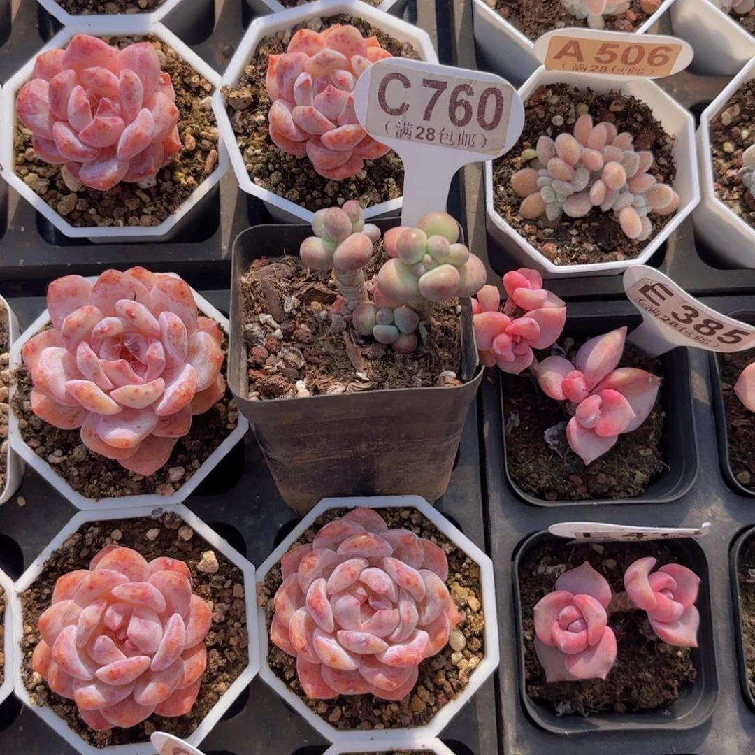 。***。C760苹果奶一物一拍