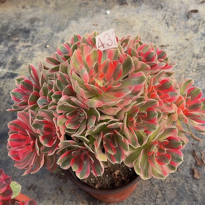 0000000000000432女郎福利价