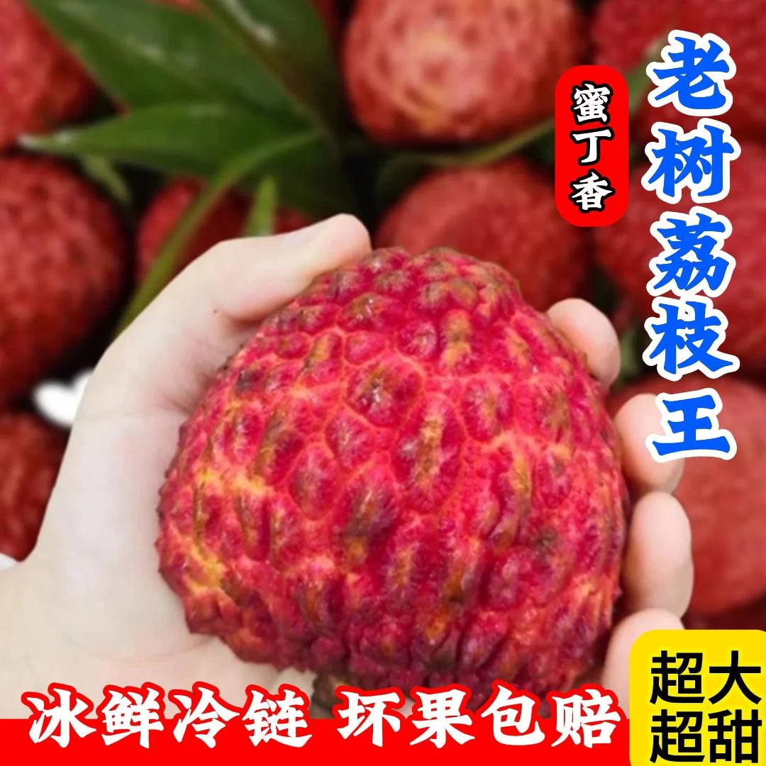 【顺丰包邮】蜜丁香老树荔枝王新鲜应季水果现摘现发巨无霸荔枝