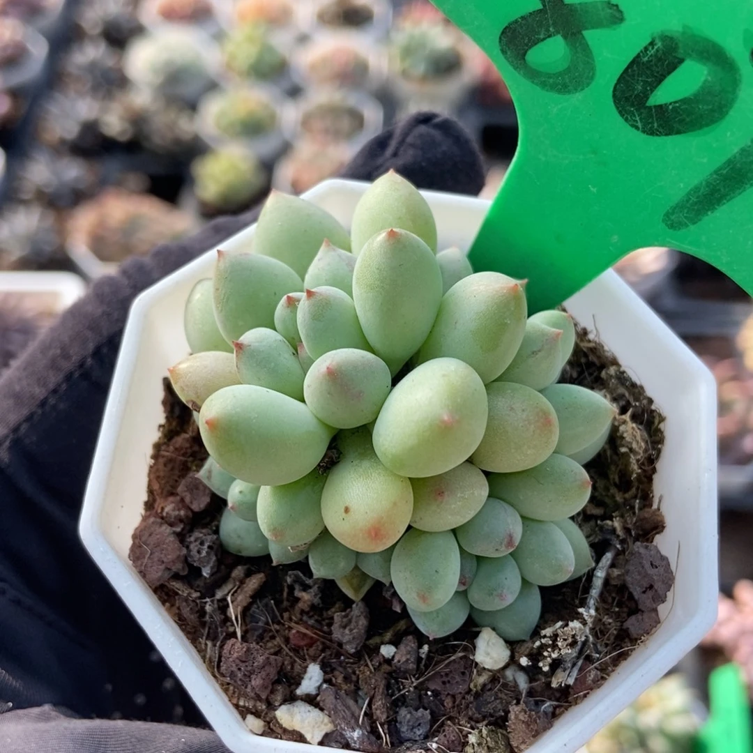807萤火虫多肉植物