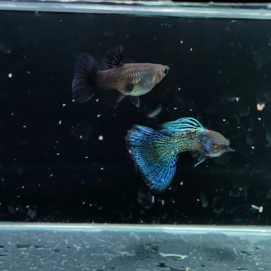 孔雀鱼金属蓝蕾丝一对