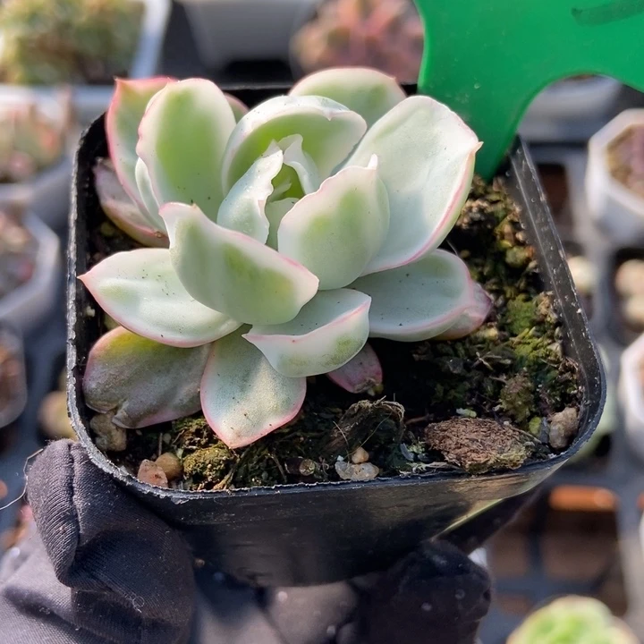 1025伯克利锦多肉