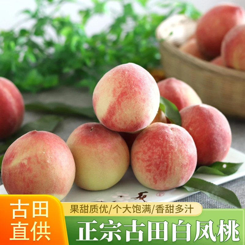 【10斤装】正宗福建古田白凤水蜜桃桃子脆甜桃新鲜时令水果现摘现发