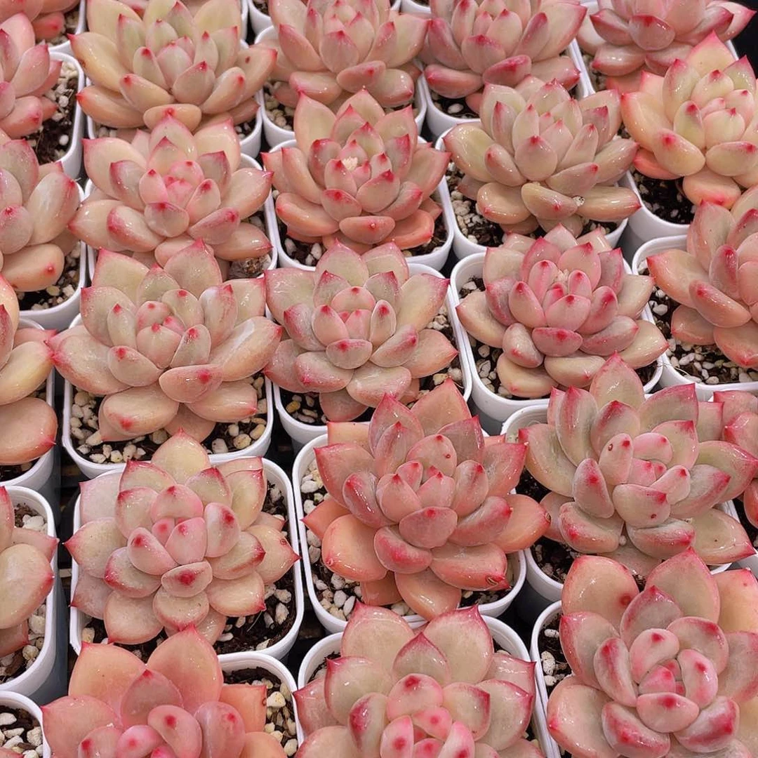 量拍111号 香克斯美人单头一个