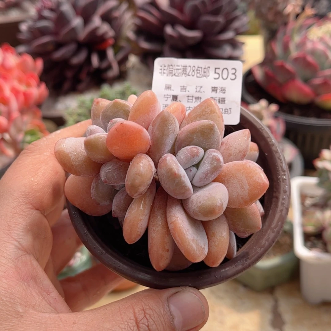 【闪购商品】503粉兔