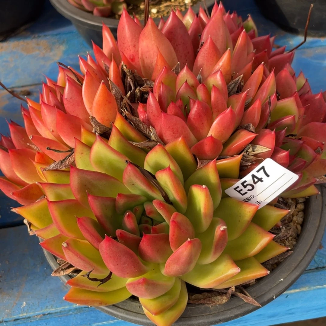 无花朵若如东云单拍E547