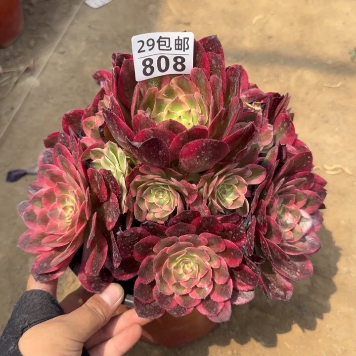 云荷……多肉植物……