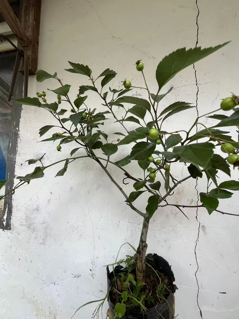 冬不落山楂盆景观花观果
