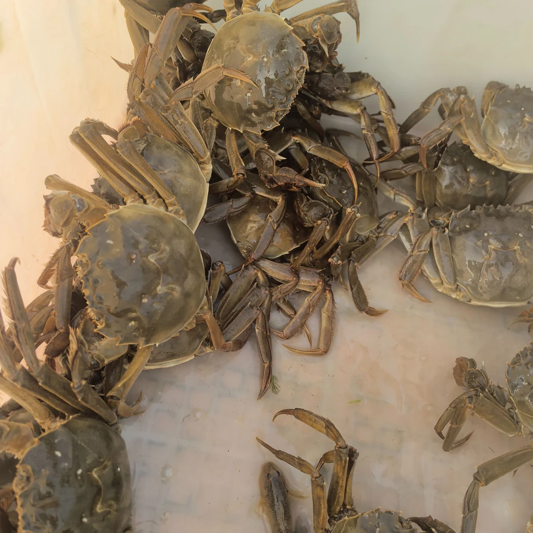 活蟹-洪泽湖大闸蟹-公蟹2-5两  6-12只  3斤装 缺胳膊少腿