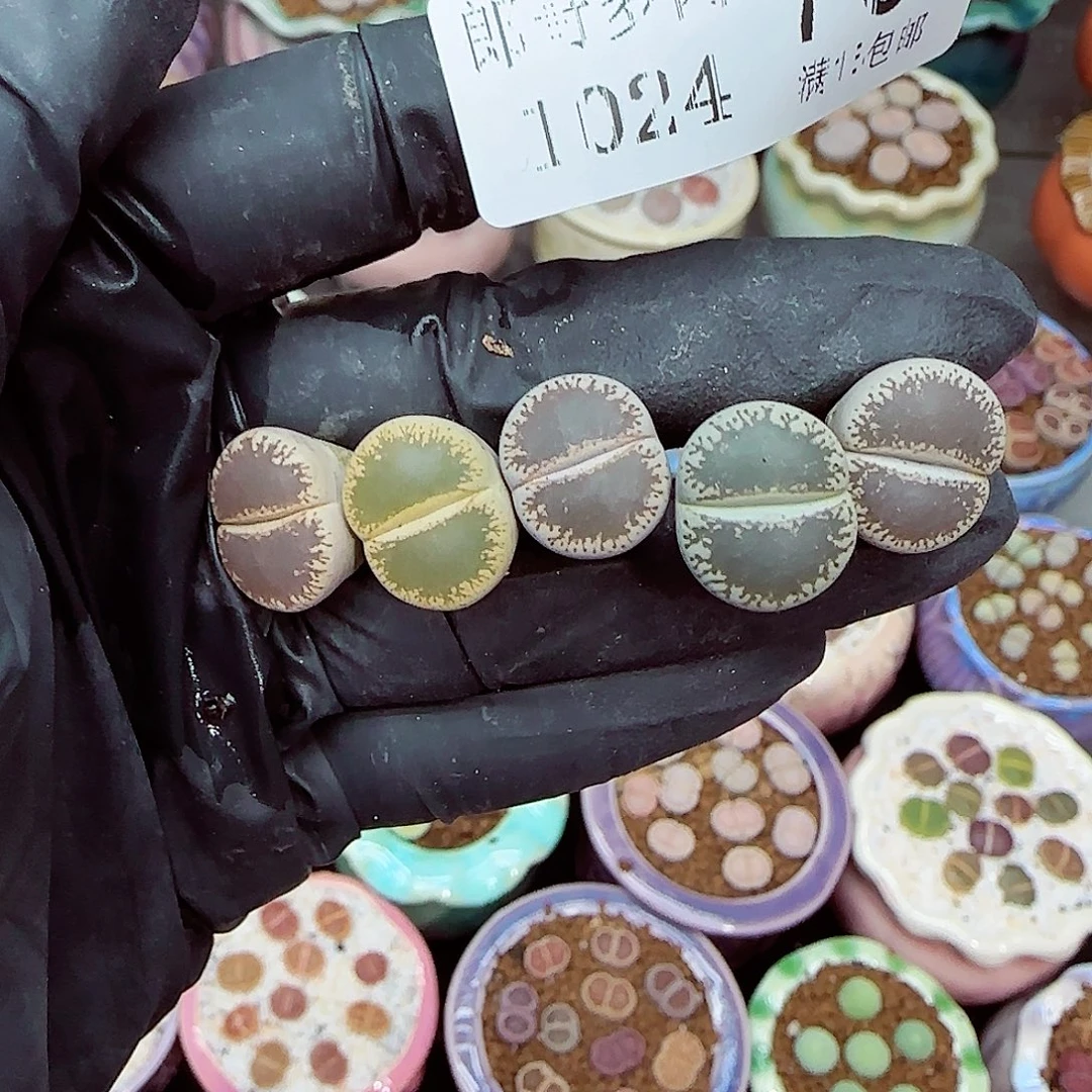 生石花满18包邮1024-70