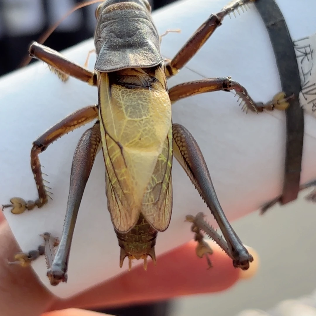 *****蝈蝈蝈蝈福福价格