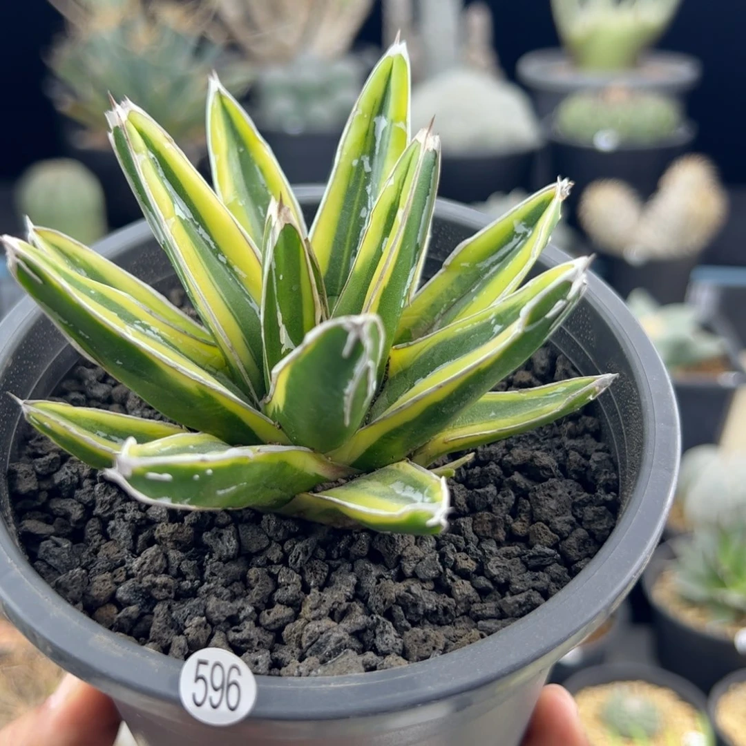 辉山龙舌兰一物一拍