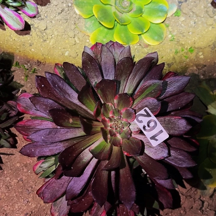 162同花顺多肉植物处理不售后