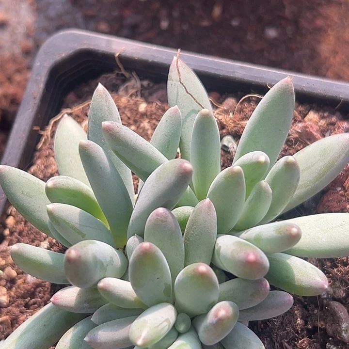 5头兰亭序美人特价福利