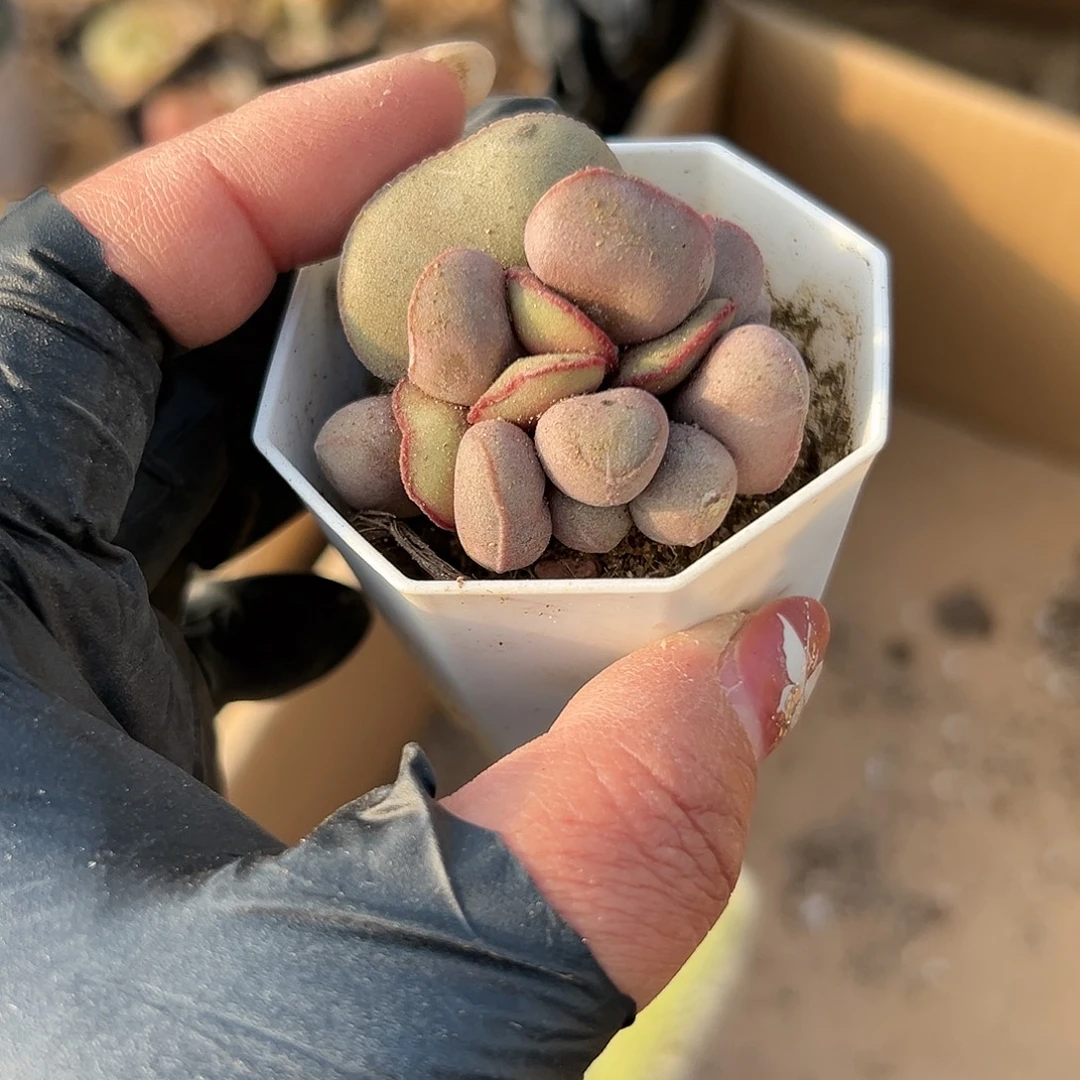 多肉植物红蛋水泡