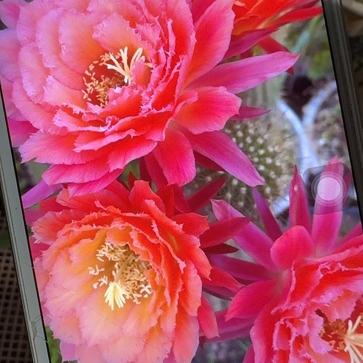 牛牛侧芽5公分左右毛花柱（20包邮