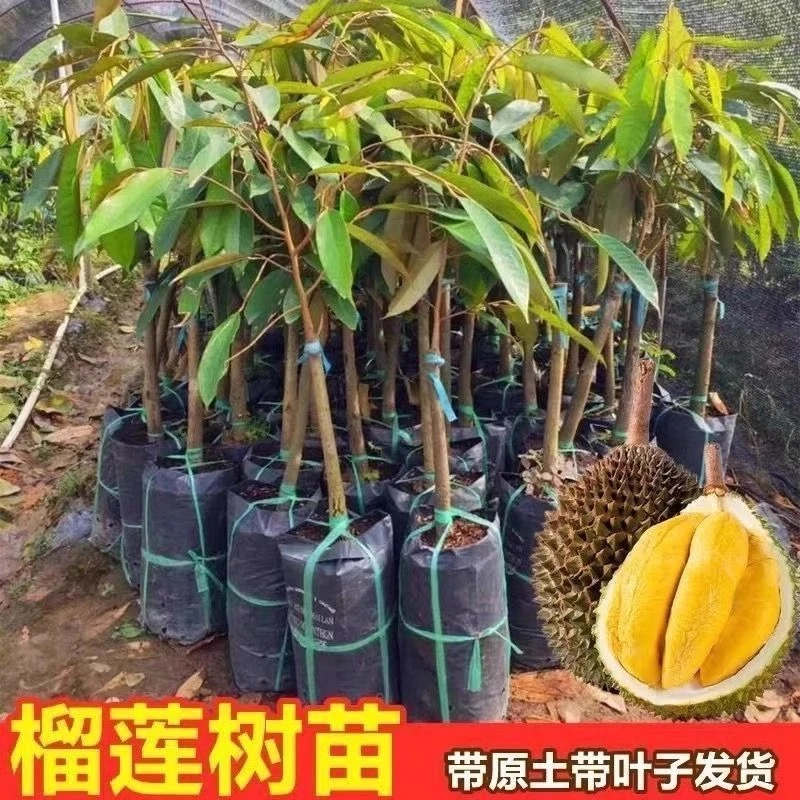 榴莲树果苗南北方种金枕榴莲正宗云南嫁接猫山王地栽盆栽苗