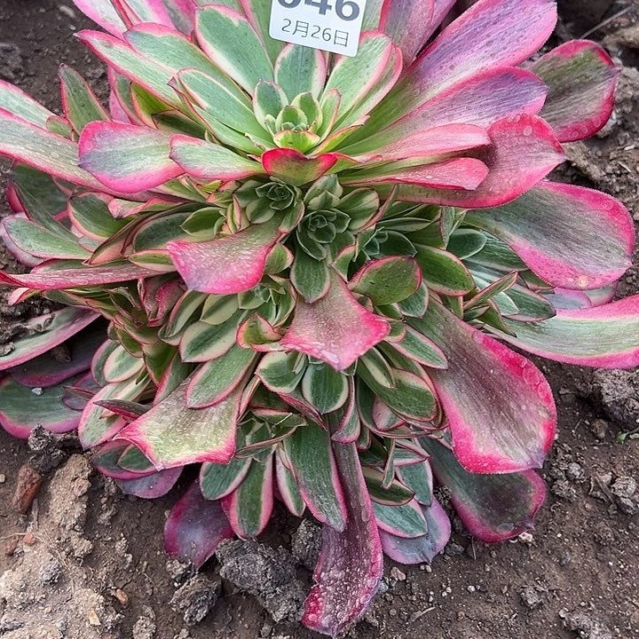 2.26.46凤冠多肉植物4