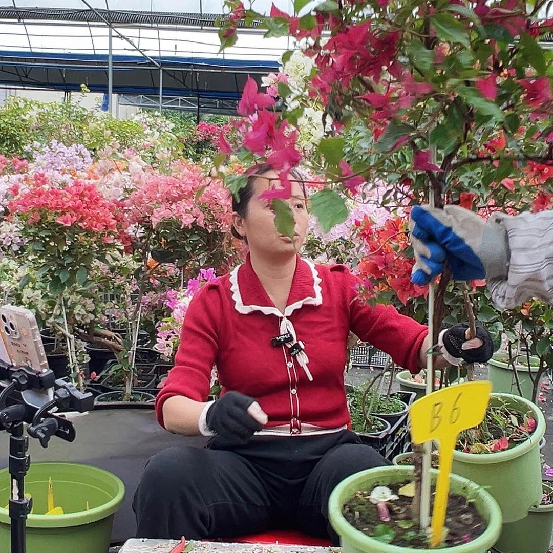 香***叶大部分花苞少量开放B6紫桑巴