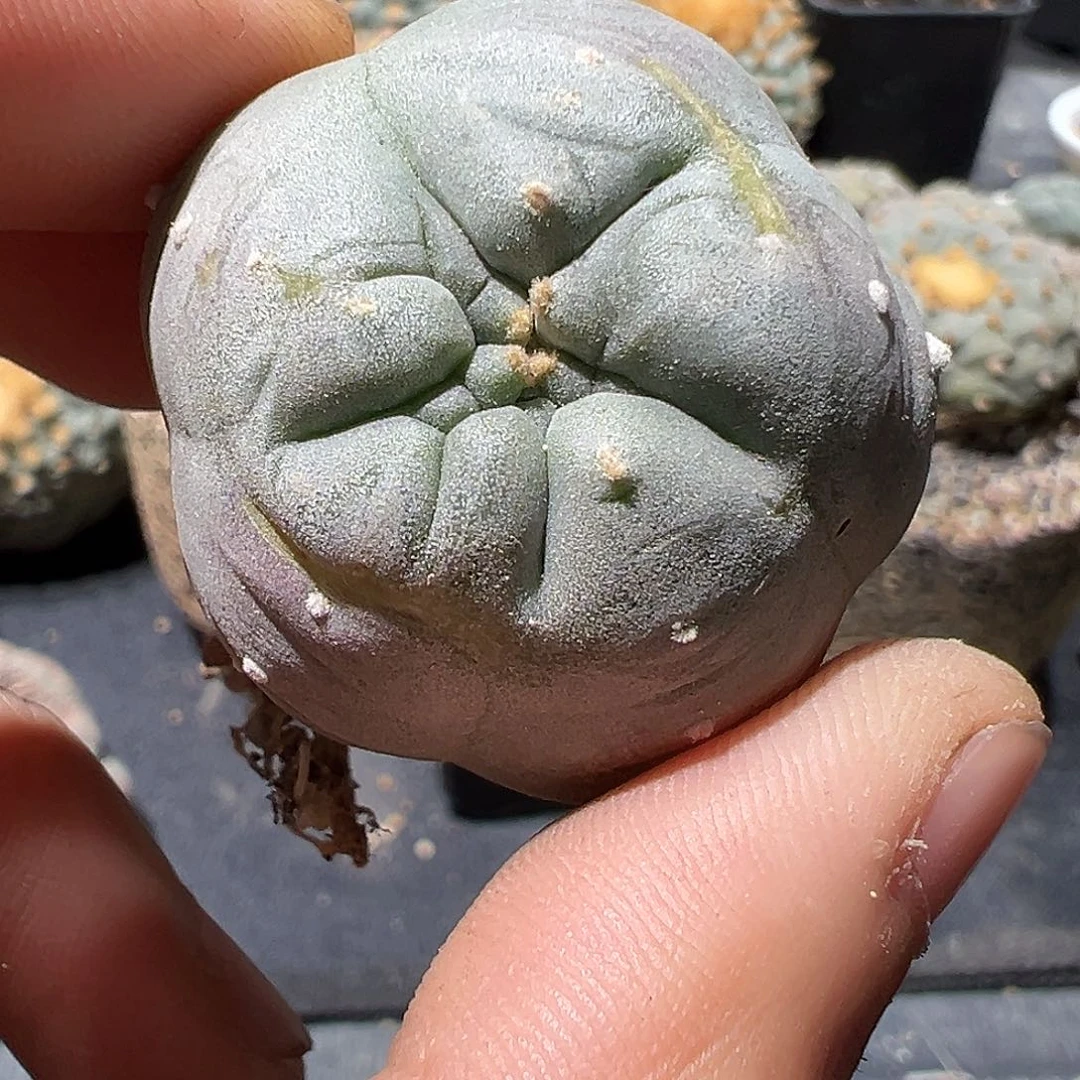 ?****卫日系细纹肋骨乌 侧芽