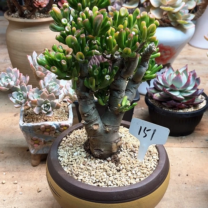 多肉植物，吸财树151号