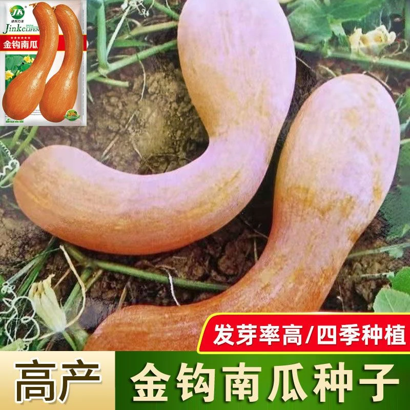 【金钩南瓜种子】耐热抗寒中熟老瓜味甜奇花异果菜园田地蔬菜种