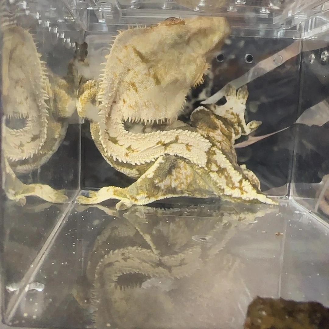 肥尾守宫000000062