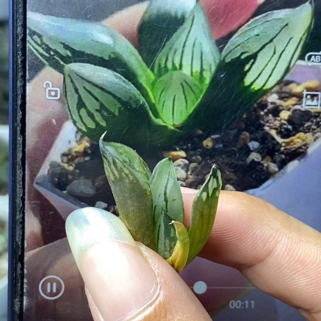 裹般若实生2号无根