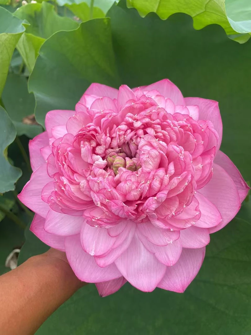 （红台莲）大型精品观赏荷花种藕池栽盆栽高品质造景庭院池塘室内