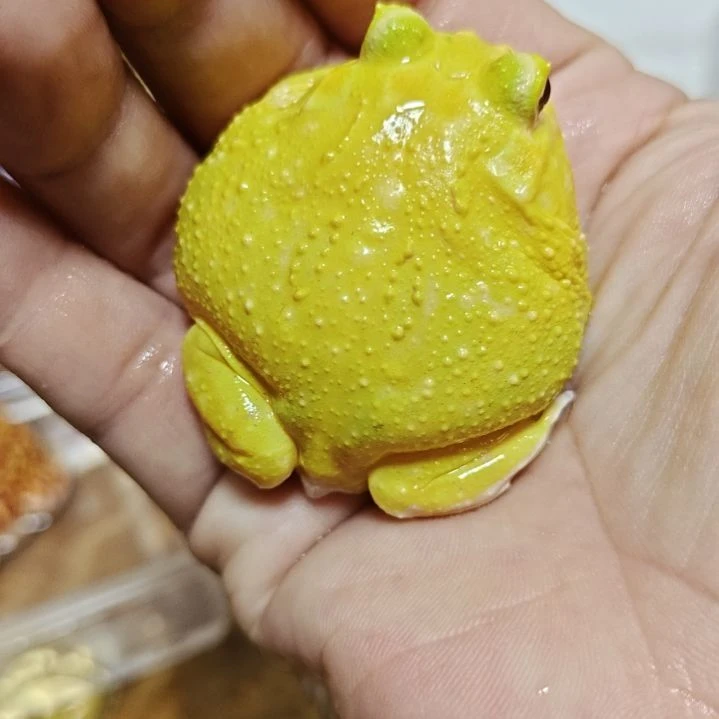 角蛙蛋黄！！！！！！！！