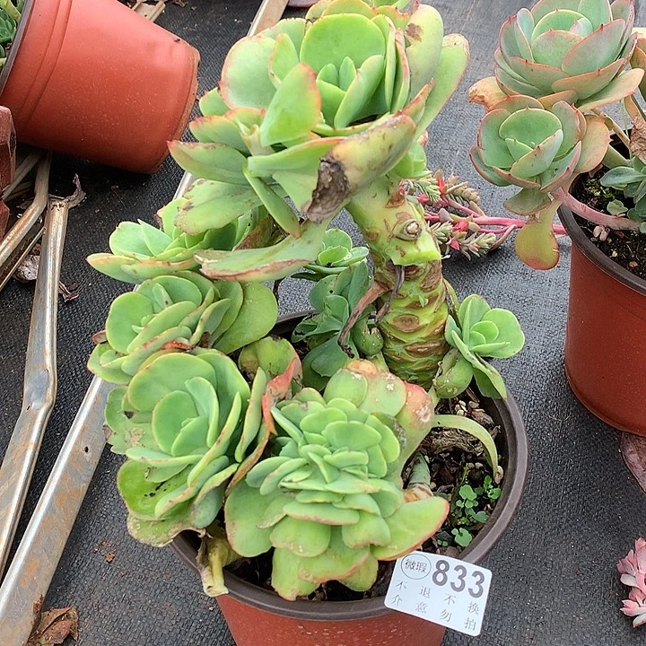 杂交带缀化处理 非偏远38包邮 节后发