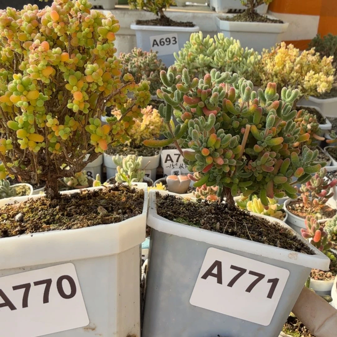 乐***心A770金桔糖球771红叶枝干