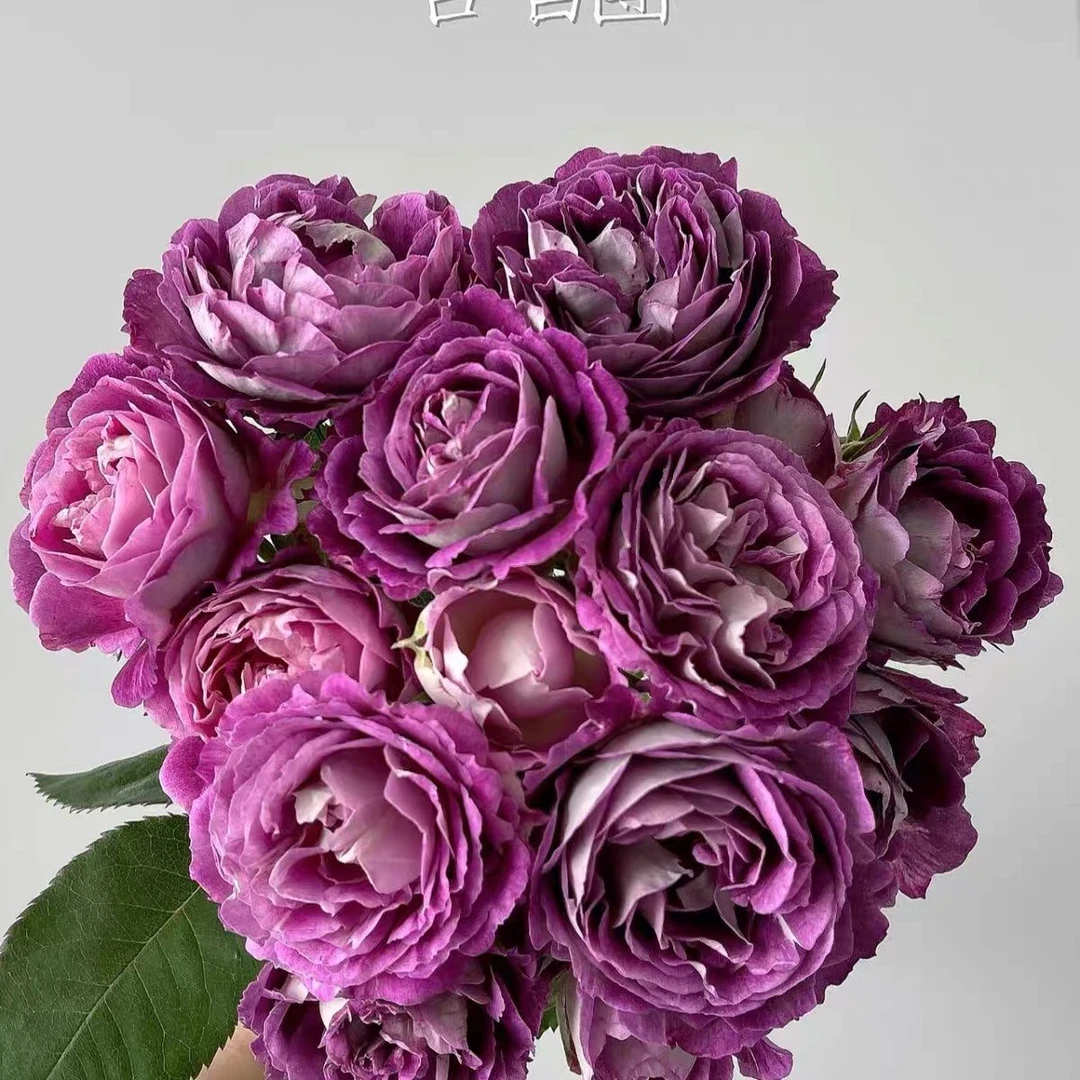 合唱团月季新品哈德斯菲尔德月季花苗大花浓香灌木丰花院阳台盆栽