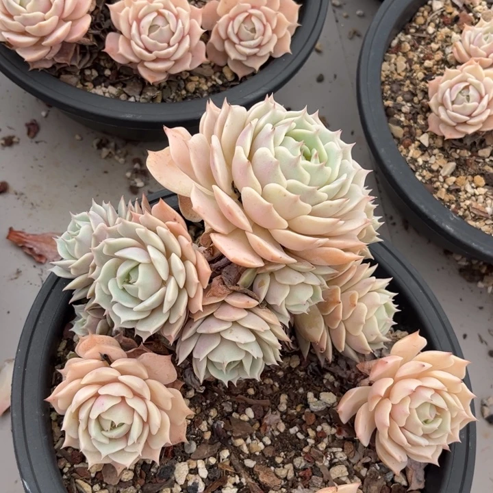 露娜莲不包小损2336多肉植物