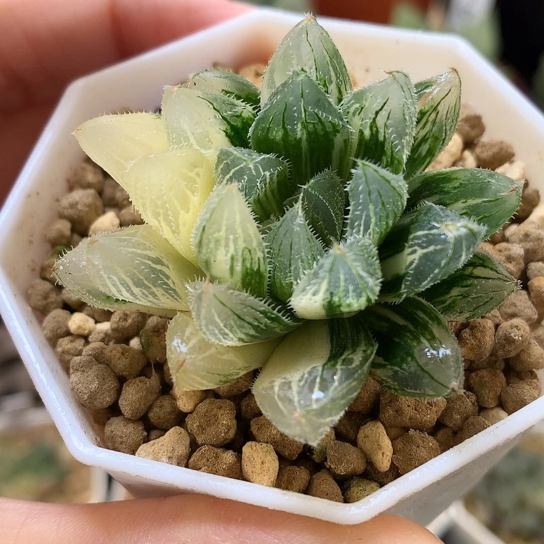 白泽毛玉露锦带盆土发货