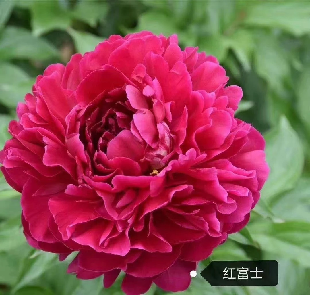 带芽发货重瓣大花芍药花苗庭院阳台种植多年生花卉【红富士】2到3芽