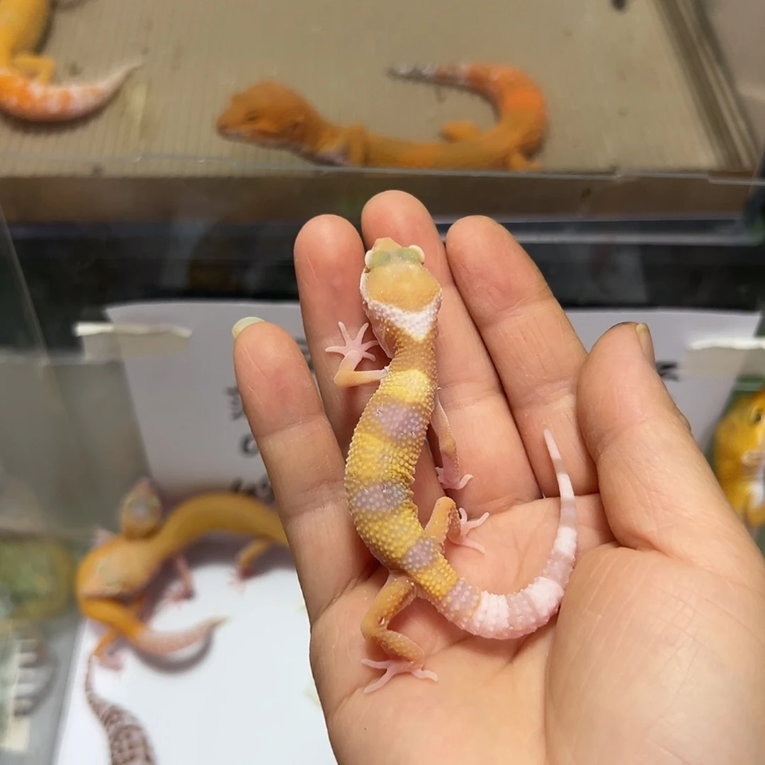 豹纹守宫豹纹守宫