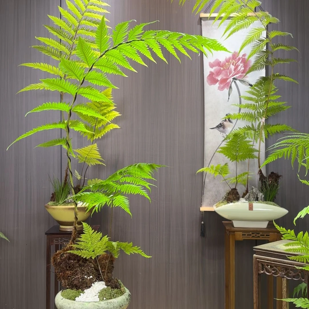 无花朵J****n蕨蕨蕨蕨蕨蕨蕨蕨