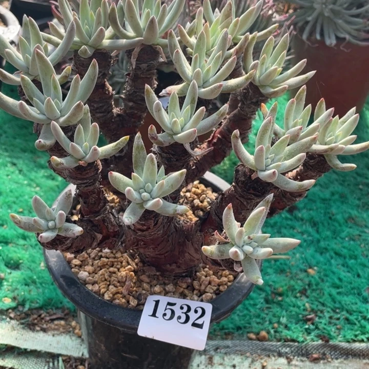532号海瑟拇指山东多肉