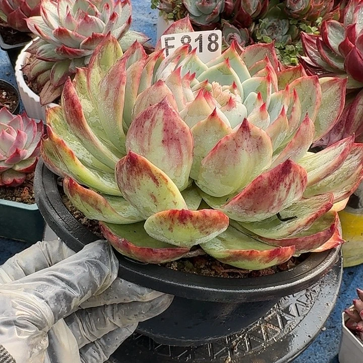 惊鸿惊鸿惊鸿 818..............