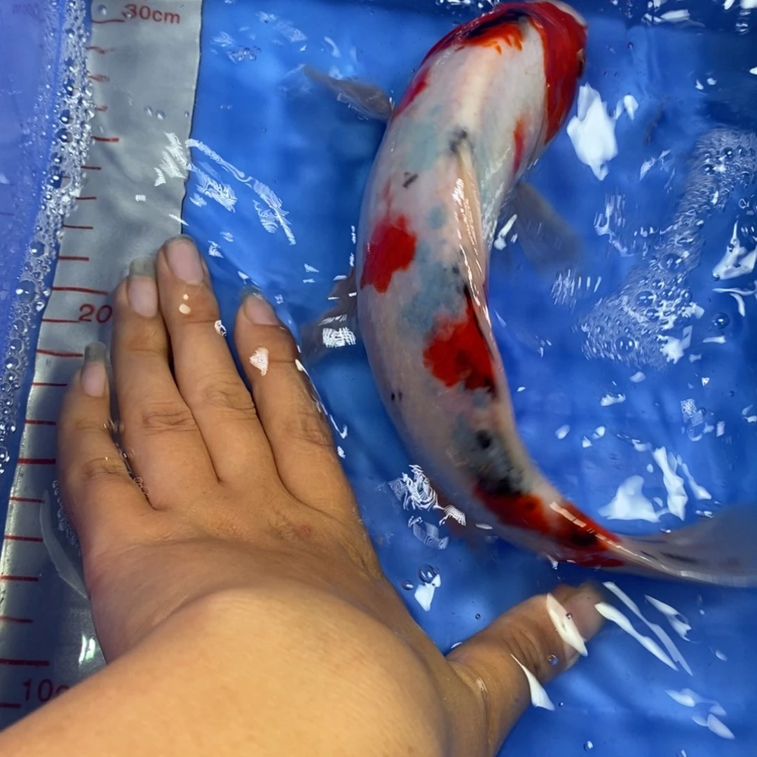 锦鲤冷水锦鲤包邮