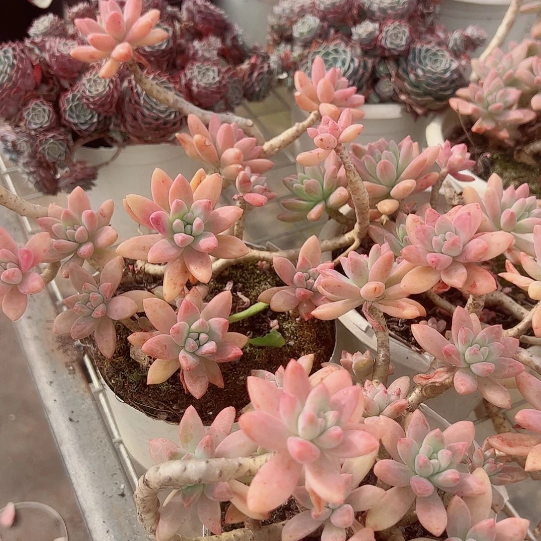 果冻秋丽多头造型精品二盆