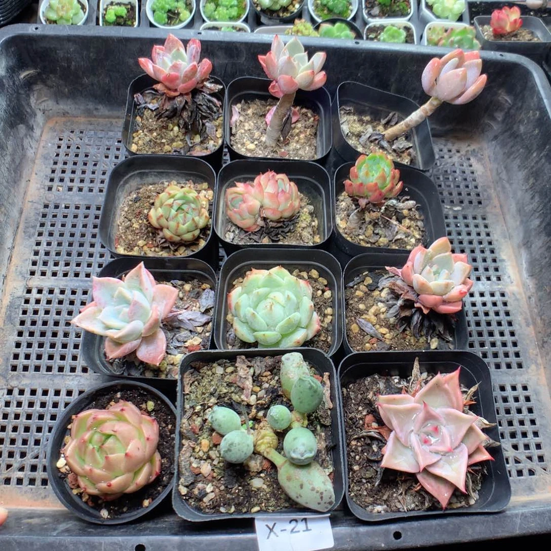 无花朵X21一英语英语英语英语英语